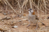 Speckle-fronted Weaver gathering nest material