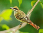 Streaked Flycatcher portfolio