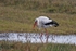 White Stork