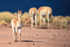 Juvenile Vicuna at Laguna Miscanti, Atacama Desert, Chile