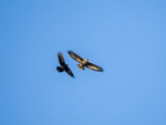 Common Buzzard and Carrion Crow
