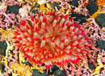 Urticina felina