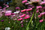 Pink Paper Daisies 2