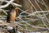Falkland (Austral) Thrush early morning, Carcass Island, Falklands
