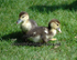 Duckling Twins