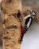 Great Spotted Woodpecker