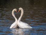 Mute Swan