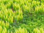 JULY GREEN