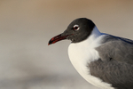 Laughing Gull (breeding adult) head, Fort De Soto, Florida