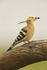 Hoopoe