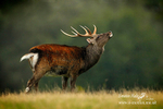 Nature 66