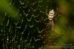 Garden Orb spider in web