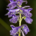 Blue Larkspur (Delphinium fissum)