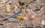 Orange-headed Thrush