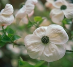 Cornus Nuttallii