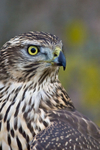 Goshawks portfolio