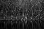 REFLECTIONS ON THE LEHIGH