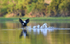 Muscovy duck