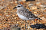 Grey Plover portfolio