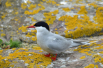 Arctic Tern