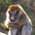 Back lit Barbary Macaque