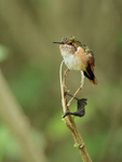 Female Scintillant Hum...