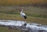 White Stork