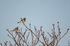 Fieldfares