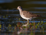 Lesser Yellowlegs (juvenile) on the Port Meadow floods