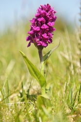 Northern Marsh Orchid