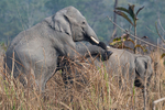 Elephant's crossing