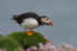 Puffen Cute 10
