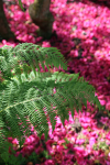 Bracken _ FL059