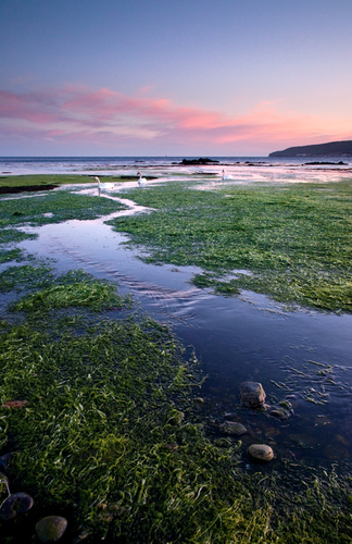 After sunset at Poyll Breinn, Bay ny Carrickey, and the Mute Swans come in to feed on the weed.