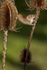HARVEST MOUSE