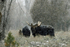 3HPhotography_Grand_Teton_OCT2025_00236