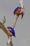 Malachite Kingfisher portfolio