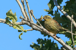 Cirl Bunting m  1604-10571