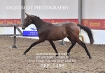 BPP_1458