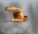 Female Hen Harrier