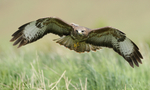 Common Buzzard