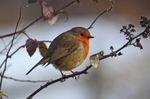 Robin