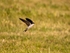 House Martin