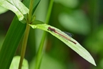 Large Red Damselfly