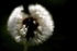 Dandelion 7
