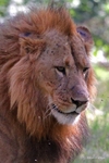 IMG_1030 Nakuru