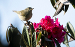Ashy-throated Warbler