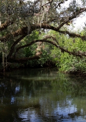 Trees 063