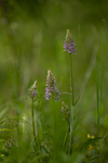 Common Spotted Orchids