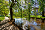Springtime at the Brook in Dawlish
